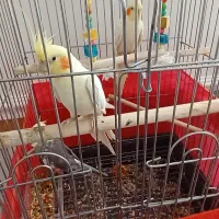 جفت تخم جوجه کن