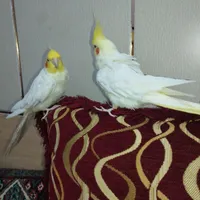 عروس هلندی های  بالغ و سخنگو|پرنده|میناب, |دیوار