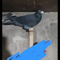 کفتر المانی