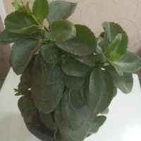 گلهای مناسب هدیه دادن|گل و گیاه طبیعی|تهران, تهرانپارس غربی|دیوار