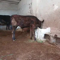 گوساله فروش