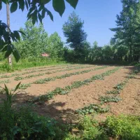 زمین باغ گیلان