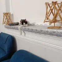گربه|گربه|یزد, |دیوار