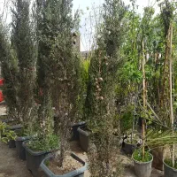 سرو شیراز