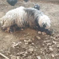 بره نر گله داری