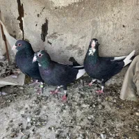 سیا پلنگ