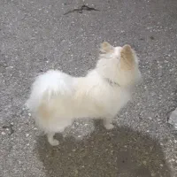 سگ پامر نر|سگ|اصفهان, جلفا|دیوار