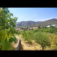 باغ ثمری سیب و آلو گردو