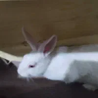 خرگوش|موش و خرگوش|جونقان, |دیوار