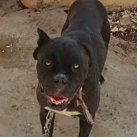 واگذاری غیررایگان سگ