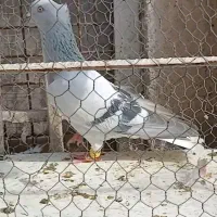 کبوتر|پرنده|محمدیه-قزوین, |دیوار