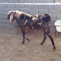 بز نر پاکستانی جوان|حیوانات مزرعه|قوچان, |دیوار