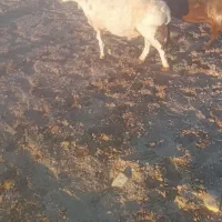 بره میش بز