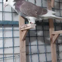 کفتر|پرنده|طرقبه, |دیوار