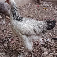 مرغ خروس برهما|حیوانات مزرعه|سبزوار, امیر کبیر|دیوار