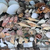 کلکسیون صدف