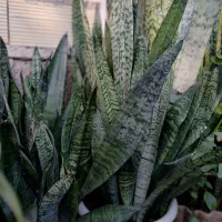 گل سانسوریا در ابعاد وقیمت های مختلف|گل و گیاه طبیعی|طاهرگوراب, |دیوار