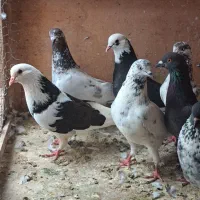 فروش یا معاوضه پرنده زیر قیمت و با اصالت|پرنده|بابل, |دیوار