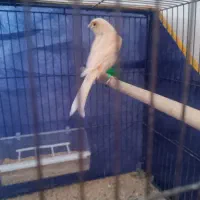 ماده قناری اماده۱۵۰۰|پرنده|کرمان, |دیوار