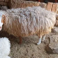 میش چاق جوان|حیوانات مزرعه|درمیان, |دیوار