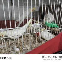 عروس هلندی با تخم و جوجه|پرنده|مشهد, کشف|دیوار