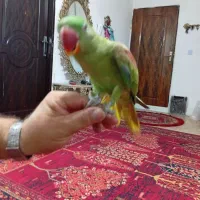 شاه طوطی جوجه ا
