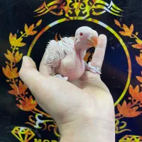 جوجه طوطی ملنگو آلبینو  سرلاکی شاه تخم