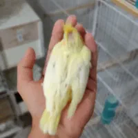 جوجه عروس هلندی لوتینو سرلاکی