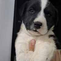 واگذاری سگ نگهبان|سگ|تهران, ارم|دیوار