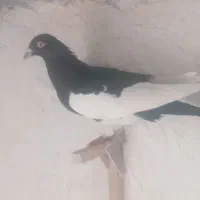 کبوتر|پرنده|شیراز, میانرود|دیوار