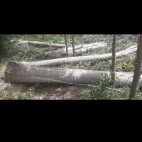 چوب صنوبر کشاورزی ومحلی