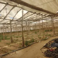 گلخانه چوبی|عمدهفروشی|زیباشهر, |دیوار