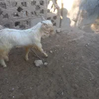 فروش کهره نر چاق|حیوانات مزرعه|لامرد, |دیوار