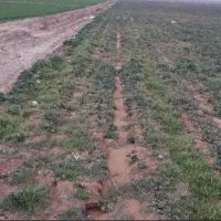 اجاره-زمین-کشاورزی