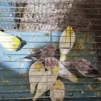 انواع عروس هلندی و قناری عروس پاریس قفس پرنده