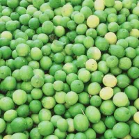 فروشگاه کشاورزی همه چیز برای رشدوتقویت محصولات شما|خدمات باغبانی و درختکاری|دوگنبدان, |دیوار