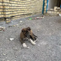 سگ گمشده|سگ|گلبهار, شهر جدید گلبهار|دیوار