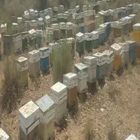 فروش زنبور
