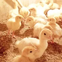 بوقلمون بیوتی