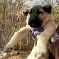 توله سرابی|سگ|بروجرد, |دیوار