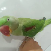 شاه طوطی نر|پرنده|ملارد, |دیوار