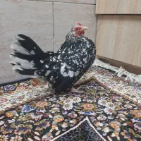 تخم مینیاتوری نطفه دار|حیوانات مزرعه|کهریزک, |دیوار