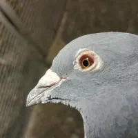 نر ماده‌ اردن‌