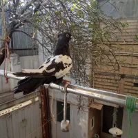 سینه سیاه|پرنده|مشهد, سجادیه|دیوار