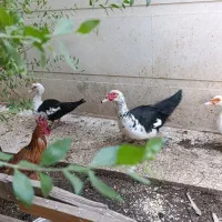 مرغ خروس قاز|حیوانات مزرعه|هندیجان, |دیوار