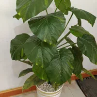 گل مصنوعی شیک