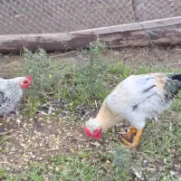 اردک اسرائیلی،جوجه اردک،خروس محلی،کبابی،|حیوانات مزرعه|شاندرمن, |دیوار