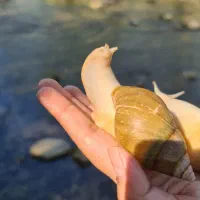 مولد آلبینو