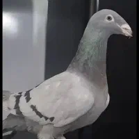 کفتر هومر کله اسبی اگزبیشن