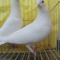 کبوتر یاهو سفید|پرنده|اصفهان, جویباره|دیوار